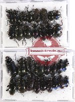 Scientific lot no. 200 Tenebrionidae (32 pcs - 17 pcs  A2)