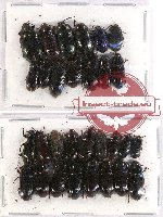 Scientific lot no. 198 Tenebrionidae (30 pcs - 13 pcs A2)