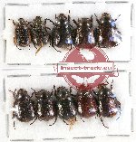 Scientific lot no. 158 Rutelinae (10 pcs)