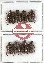 Scientific lot no. 156 Rutelinae (Adoretini) (8 pcs)