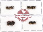 Scientific lot no. 398 Coprophaga (Onthophagini) (17 pcs)