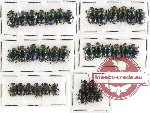 Scientific lot no. 425 Coprophaga (36 pcs)