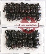 Scientific lot no. 440 Coprophaga (Onthophagus) (26 pcs)