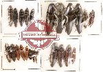 Scientific lot no. 25 Elateridae (25 pcs)