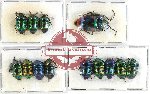 Scientific lot no. 434 Heteroptera (Scutellarinae) (13 pcs A, A-, A2)