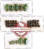 Scientific lot no. 437 Heteroptera (Pentatomidae) (40 pcs - 5 pcs A2)
