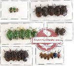 Scientific lot no. 433 Heteroptera (25 pcs A, A-, A2)
