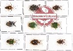 Scientific lot no. 442 Heteroptera (Pentatomidae) (9 pcs - 1 pc A2)