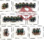 Scientific lot no. 431A Coprophaga (20 pcs)