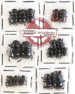 Scientific lot no. 432 Coprophaga (17 pcs)