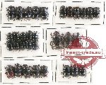 Scientific lot no. 437 Coprophaga (32 pcs)