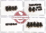 Scientific lot no. 374 Heteroptera (Cydnidae) (35 pcs)