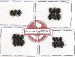 Scientific lot no. 427 Heteroptera (21 pcs)