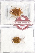 Scientific lot no. 370 Heteroptera (2 pcs)