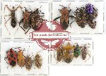 Scientific lot no. 449 Heteroptera (16 pcs A, A-, A2)