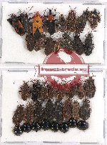 Scientific lot no. 378 Heteroptera (40 pcs - 16 pcs A2)