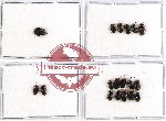 Scientific lot no. 429 Heteroptera (18 pcs)