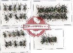 Scientific lot no. 299 Curculionidae (45 pcs)