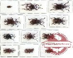 Scientific lot no. 343 Curculionidae (12 pcs)