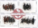 Scientific lot no. 304 Curculionidae (18 pcs A-, A2)