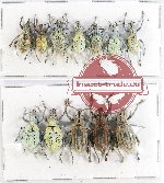 Scientific lot no. 292 Curculionidae (12 pcs A, A-, A2)