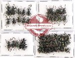 Scientific lot no. 296 Curculionidae (55 pcs)