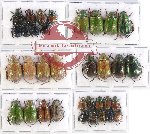 Scientific lot no. 168 Rutelinae (34 pcs)