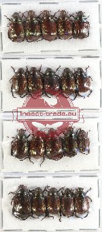 Scientific lot no. 161 Rutelinae (20 pcs)