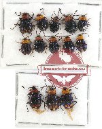 Scientific lot no. 27 Endomychidae (13 pcs)