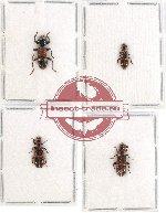 Scientific lot no. 68 Cleridae (4 pcs A, A-, A2)