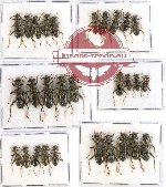 Scientific lot no. 62 Cleridae (29 pcs)