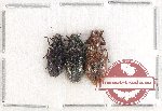 Scientific lot no. 64 Cleridae (3 pcs)