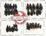 Scientific lot no. 281 Carabidae (33 pcs A, A-, A2)