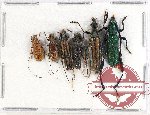Scientific lot no. 76 Cerambycidae (6 pcs)