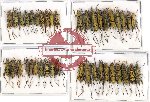 Scientific lot no. 84 Cerambycidae (Clytini) (40 pcs A-, A2)