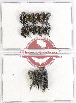 Scientific lot no. 21A Mordellidae (17 pcs)