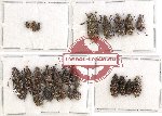 Scientific lot no. 68 Anthribidae (27 pcs)