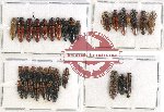 Scientific lot no. 90 Elateridae (35 pcs)