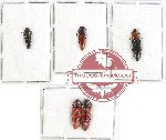 Scientific lot no. 101 Elateridae (5 pcs)