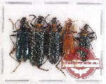 Scientific lot no. 17 Lagriidae (5 pcs A2)