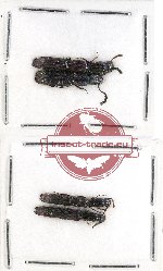 Colydidae Scientific lot no. 9A (4 pcs)