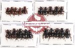 Hybosorinae sc. lot no. 64 (20 pcs)