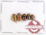 Scientific lot no. 20 Diptera (5 pcs)