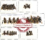Scientific lot no. 229 Hymenoptera (31 pcs)