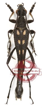 Macroleptura mirabilis ssp. yoshitomii (A2)