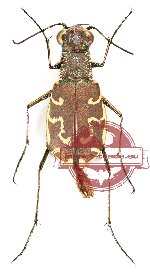 Cylindera (Plectographa) mixtula