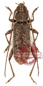 Ceresium vacillans Dillon et Dillon, 1952