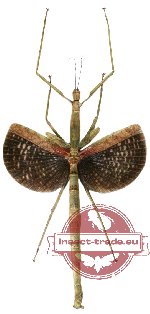 Anchiale maculata