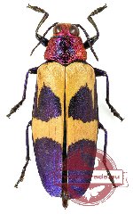 Chrysochroa sp. 2