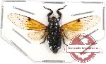 Cicadidae sp. 32